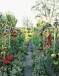 Tomato garden.