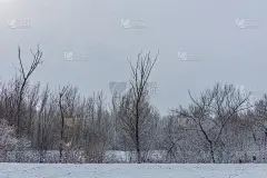 灰色的景观与博美在冬天