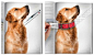 ADOPT DOG AD 领养狗狗公益广告 