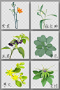 中国风绿色手绘中医药材元素插画
