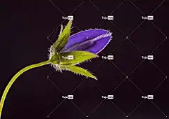 风铃草 花 开花的 盛开 紫花 花壁纸 花瓣 紫色花瓣 植物群