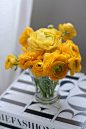 Yellow ranunculus: 