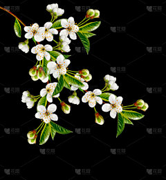 樱桃树开花。春天开花的花园.