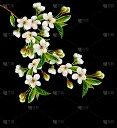 樱桃树开花。春天开花的花园.