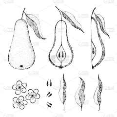 切片食物,梨,水果,矢量,绘画插图,仅一朵花,农业,贺卡,背景分离,简单