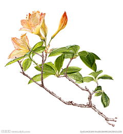 脑门上长个痘采集到花卉