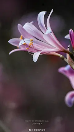 花草 - 高清图片，堆糖，美图壁纸兴趣社区