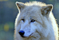 莱纳LEISS 500像素的北极狼的肖像照片