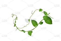 心形绿叶的藤蔓叶在白色的背景上被隔离，包括剪枝路径。花香花香。高清影像及大解像度。可用作墙纸