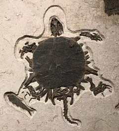 这是一只保存完好的5000万年前的鳖的化石。（photo via fieldmuseum.org）
产自位于美国怀俄明州、犹他州和科罗拉多州交界的绿河流域。 ​​​​