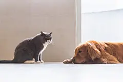 点击来源直接获取大图文件 |British short-haired cats and golden retriever dogs get along amicably