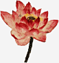 手绘红色水彩莲花高清素材 水彩 红色 莲花 免抠png 设计图片 免费下载