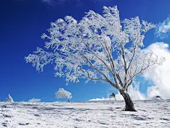 小寒初渡梅花岭，万壑千岩背人境。清远聊为泛宅行，一梦分明堕乡井。
#冰天雪地# #冬季# #冬天# #雪# #雪地# #风景# #自然# 
