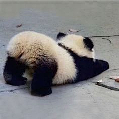 设计专用采集到动物