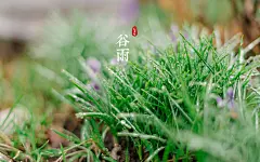 二十四节气谷雨高清绿色护眼桌面壁纸