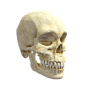 【高清3D】人体头骨