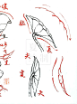 国画入门｜白描荷花荷叶画法简单好学 - 小红书