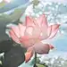 赤藻糖醇