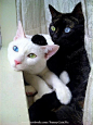 www.soupanjun.com Both of these kitties have heterochromia iridum, a genetic trait in which the eyes are two different colord: