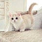 Kitty <3: ，网盘资源搜索soupanjun.com， #喵星人# #萌#