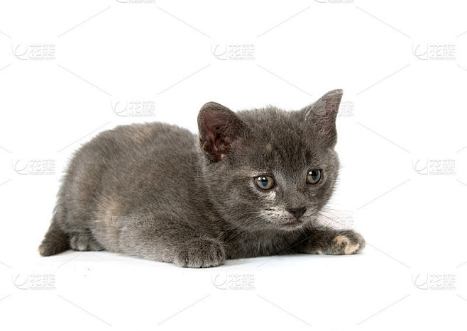 灰猫准备扑过来