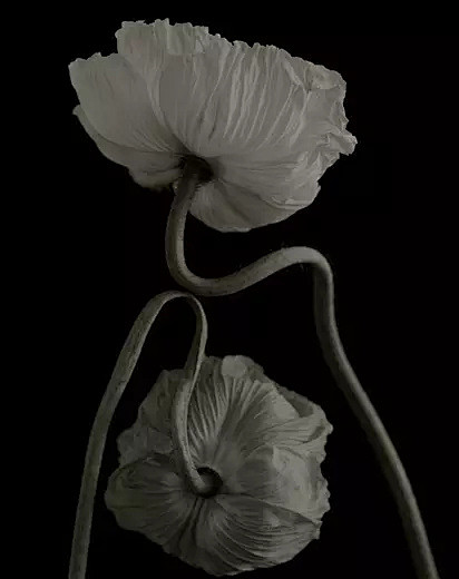 ♥ 花草隽永馆
