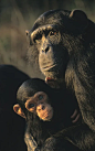 黑猩猩妈妈和婴儿Chimfunshi赞比亚照片下载