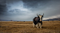 Yak in Altai by Stefan Cruysberghs o