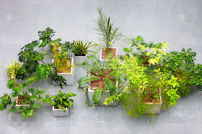 室内设计室内植物。常绿植物俯视图在商业大厦。用热带植物装饰室内的想法。怪兽，棕榈树和其他植物。素材-花瓣网