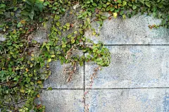 爬行无花果,围墙,青绿色,秘密行动,留白,水平画幅,纹理效果,墙,无人,平视角