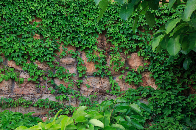 爬山虎