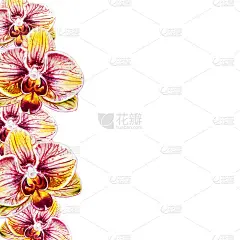 美丽的框架从鲜艳的兰花花。水彩画。外来植物。印花。植物成分。婚礼和生日。贺卡。
