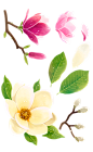 春季春天海报设计花束花朵鲜花牡丹花马蹄莲海棠花油菜花素材_PNG：