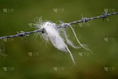 捕获的,带刺铁丝网,羊毛,农业,安全,英国,边界,草,头发,动物
