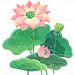 植物系列金色描边插画荷花荷叶元素贴纸