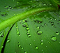 绿色 自然 植物 生长 背景 微距 绿叶 叶子 露水