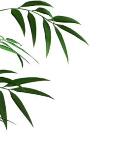 竹子竹叶子png (4)