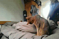主人想装死试试家里猫猫的反应……然后……心累了，猫奴的命贱如草!#萌宠糗事#