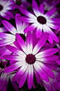 ~~Cineraria (hybrid cineraria, daisy family) by Margaret Barry~~
