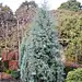 打木架发货[10加仑]蓝冰柏 cupressus 'blue ice' 盆栽圣诞树-淘宝网