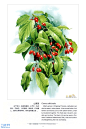 12 山茱萸.jpg