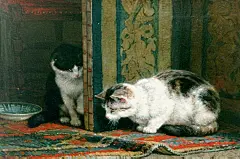 猫之绘画图集丨动物绘画平面插画