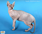 9_sphynx_cat