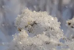 覆盖着白霜和雪的草可以用作背景、壁纸和创意