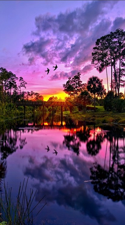 紫色的夕阳在河湾公园，佛罗里达州