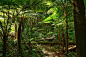 蕨类植物，树蕨类植物，澳大利亚，悉尼，雨林，树