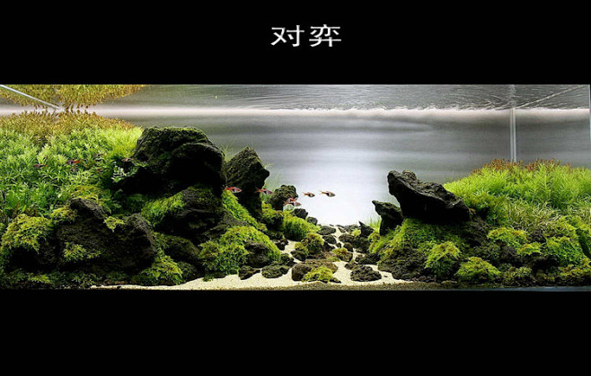 造景之路：水草造景（120CM）-66 ...