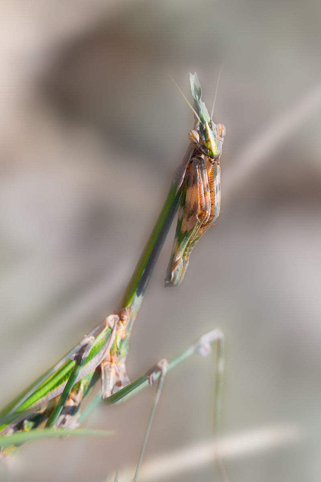 螳螂目锥头螳科锥头螳螂