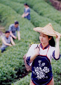 我只是个安静的板蓝根采集到蓝印花布
