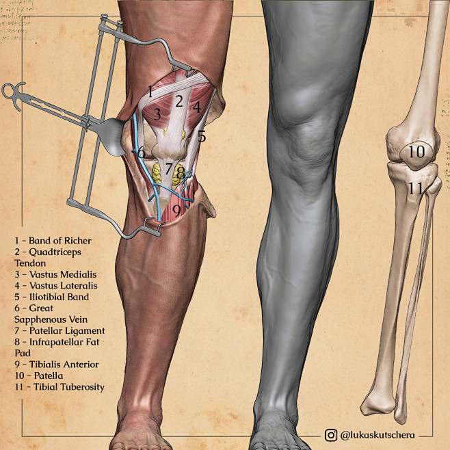 Leg Anatomy Studies